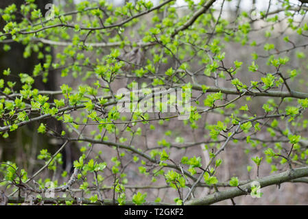 Hawthorn tree Frühling Blätter am Zweig closeup selektiven Fokus Stockfoto