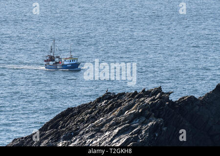 Fischerboot loyaler Partner PZ 30 dampfenden Vergangenheit Goose Island vor der Küste von Newquay Cornwall. Stockfoto