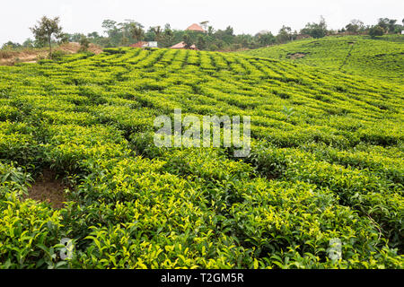 Kayonza Tee Plantage nördlich von Bwindi Impenetrable Forest National Park im Südwesten von Uganda, Ostafrika Stockfoto