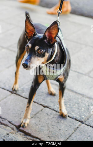Schwarzer chihuahua Hund Dobermann Stil mit einer Haltung und mit Haltung aussehen Stockfoto