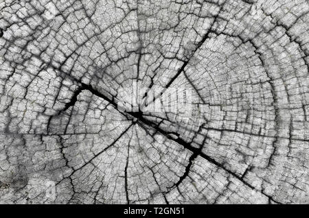 Überblick über alte verwitterte Holz post Stockfoto