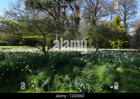 Teppich von blühenden Narzissen unter Bäumen im Park im Frühling Saison. Stockfoto