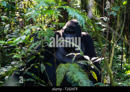 Große männlicher Berggorilla (Gorilla beringei beringei) im Bwindi Impenetrable Forest National Park im Südwesten von Uganda, Ostafrika Stockfoto