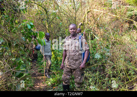 Ugandische guide und Tracker auf den Spuren der Berg Gorillas im Bwindi Impenetrable Forest National Park im Südwesten von Uganda, Ostafrika Stockfoto