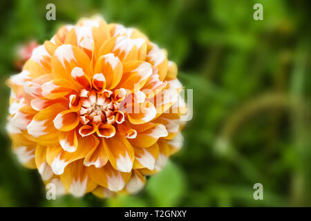 Orange white dahlia Ball frische Blume details Makrofotografie mit Grün aus Fokus Hintergrund. Foto betont komplizierte Textur muster der Thi Stockfoto