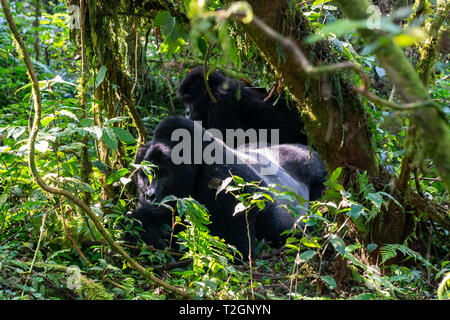 Weibliche Berggorilla (Gorilla beringei beringei) Grooming silverback in Bwindi Impenetrable Forest National Park im Südwesten von Uganda, Ostafrika Stockfoto