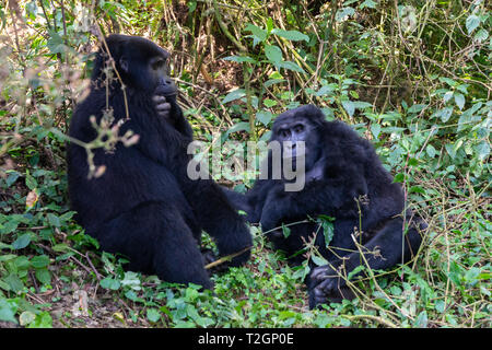 Weibliche Berggorillas (Gorilla beringei beringei) halten sich an den Händen im Bwindi Impenetrable Forest National Park im Südwesten von Uganda, Ostafrika Stockfoto