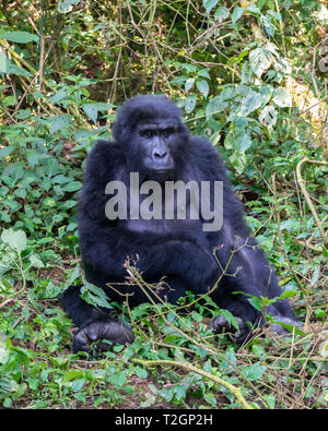 Weibliche Berggorilla (Gorilla beringei beringei) im Bwindi Impenetrable Forest National Park im Südwesten von Uganda, Ostafrika Stockfoto