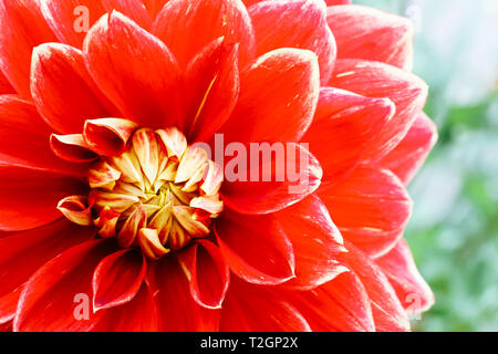 Rot Orange Gelb Dahlie ball frische Blume details Makrofotografie mit Grün aus Fokus Hintergrund. Foto betont komplizierte Textur muster o Stockfoto