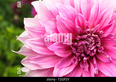 Rosa Dahlie ball frische Blume details Makrofotografie mit Grün aus Fokus Hintergrund. Foto betont komplizierte Textur muster Details der Thi Stockfoto