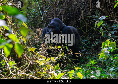 Große männlicher Berggorilla (Gorilla beringei beringei) im Bwindi Impenetrable Forest National Park im Südwesten von Uganda, Ostafrika Stockfoto