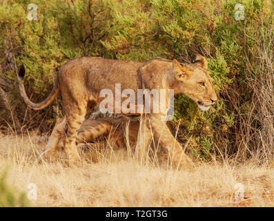 Löwe Panthera leo, Spaziergänge im Scrub getarnt. Samburu National Reserve, Kenia, Ostafrika Wild Big Cat big five gefährdete Arten Seitenansicht Stockfoto