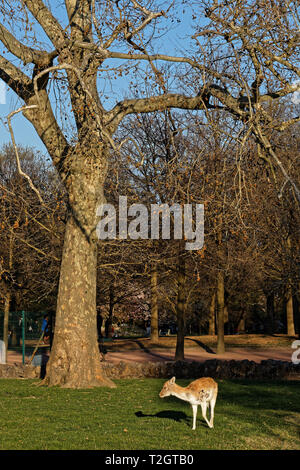 LYON, Frankreich, 30. März 2019: Auf einem sonnigen Frühling Nachmittag im Parc de la Tête d'Or, der größten Stadt Park in Europa. Stockfoto