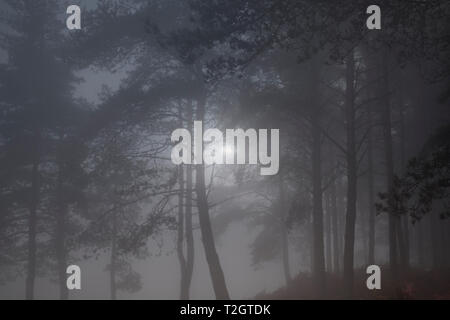 Vollmond in einer nebligen Wald in der Dämmerung Stockfoto