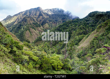 Tropical montane Regenwald auf steilen vulkanischen Tuffen. Morne Trois Pitons Nationalpark Dominica. Stockfoto