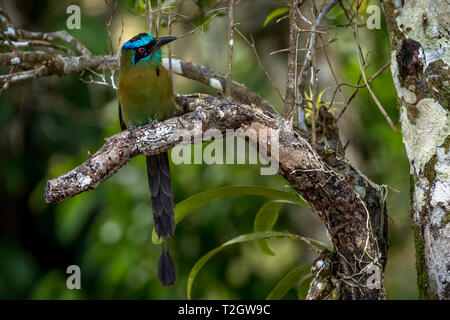 Blau gekrönt Motmot Bild in Panama genommen Stockfoto
