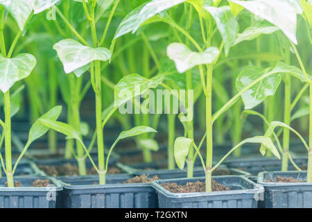 Paprika Keimlinge Gewächshaus. Wachsende Pfeffer Sämlinge. Gewächshaus Pfeffer Sprossen. Stockfoto