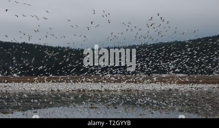 Herde von Schnee Gänse (Anser Caerulescens), die von einem Teich auf ihrer langen Wanderung fortzusetzen. Stockfoto