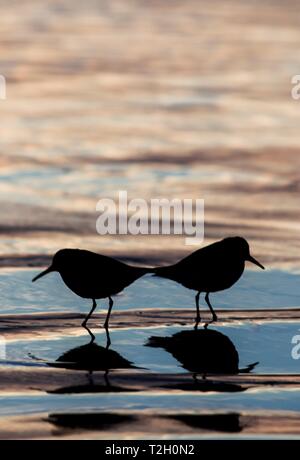 Zwei shorebirds in die Wellen an der indischen Beach State Park, Oregon Silhouette Stockfoto