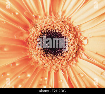Orange Gerbera Blume und Tau. Blume mit Wassertropfen. Selektive konzentrieren. Stockfoto