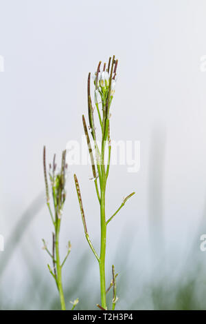 Blumen und Samen der Behaarten bittercress, Cardamine hirsuta, einem kleinen genießbare Kraut. Stockfoto