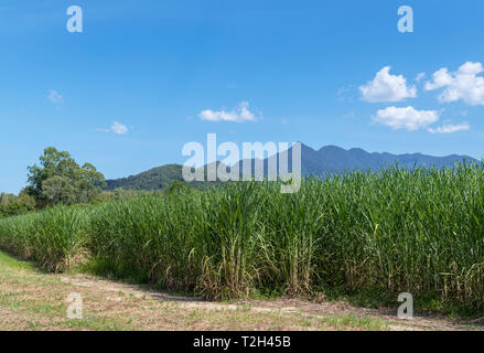 Zuckerrohr Felder südlich von Cairns, Queensland, Australien Stockfoto