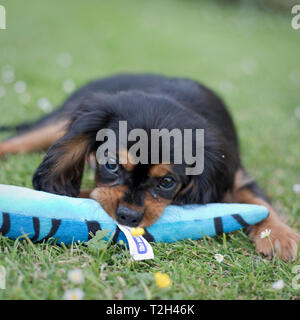 King Charles Spaniel Welpen mit 13 Wochen alt, England, Vereinigtes Königreich; Stockfoto