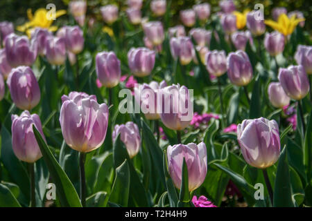 Schön Gelb, Violett und Weiß Tulpen mit grünen Blättern, unscharfen Hintergrund in der Tulpen Feld oder im Garten auf der Feder Stockfoto