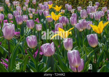 Schön Gelb, Violett und Weiß Tulpen mit grünen Blättern, unscharfen Hintergrund in der Tulpen Feld oder im Garten auf der Feder Stockfoto