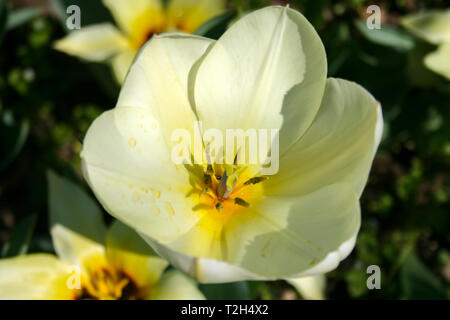 Schöne weiße Tulpen mit grünen Blättern, unscharfen Hintergrund in der Tulpen Feld oder im Garten auf der Feder Stockfoto