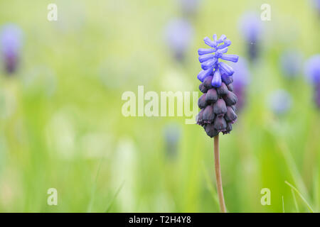 Muscari latifolium. Broad Leaved Traubenhyazinthen Blumen in einem englischen Garten Rasen. Großbritannien Stockfoto