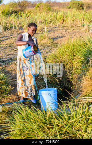 Malawische Frau zieht Wasser Pflanzen von Dorf seicht gut mit einer Farbdose zu bewässern. Stockfoto