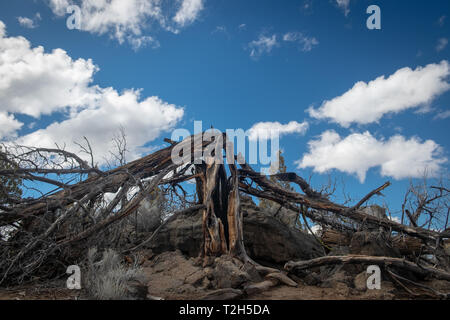 Juniper Bäume auf einem teilweise coudy Tag Stockfoto