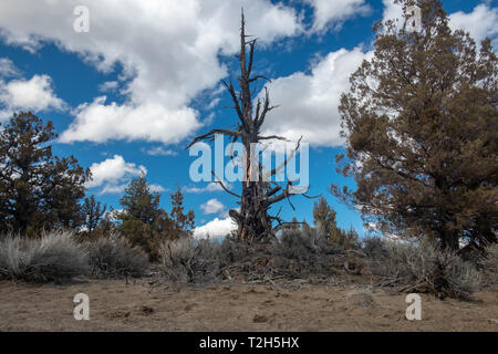 Juniper Bäume auf einem teilweise coudy Tag Stockfoto