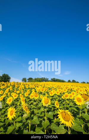 Sonnenblumenfeld im Burgenland, Österreich, Europa Stockfoto