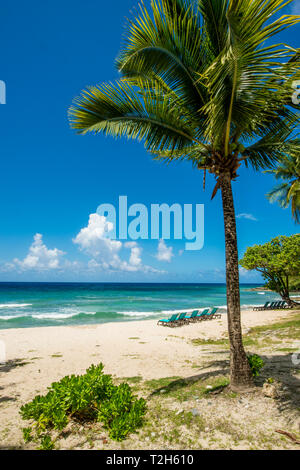 Palm Tree Karambolen Beach Resort in St. Croix, US Virgin Islands Stockfoto