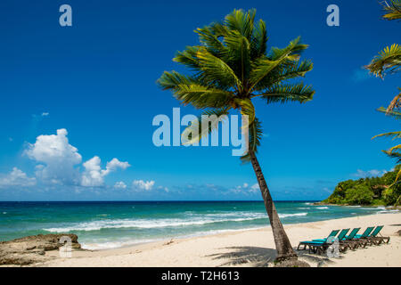 Palm Tree Karambolen Beach Resort in St. Croix, US Virgin Islands Stockfoto