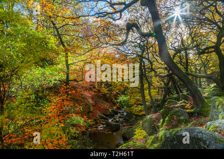 Bäume über Burbage Bach im Herbst im Peak District National Park, England, Europa Stockfoto