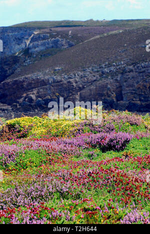 Im frühen Sommer bringt ein Aufstand der Farbe an der bretonischen Küste von Frankreich in Form einer blühenden, dornige immergrüner Strauch, Ginster (Familie Fabaceae) Stockfoto