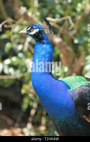 Der indische blaue Pfau Stockfoto