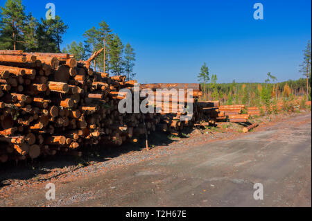 Holz- Protokolle von Pinienwäldern im Wald, in einem Haufen gestapelt. Stockfoto