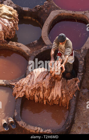 Mann zieht Lederstücke von Farbstoff, der Mwst in einem ledergerberei in Marokko Stockfoto