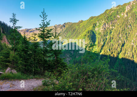 Nadelbäume auf den felsigen Hang. Wunderbare Natur Landschaft des Fagaras Gebirge im Sommer morgen. Rumänien Konzept entdecken Stockfoto