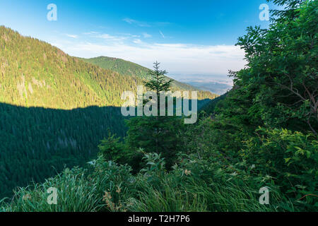 Nadelbäume auf den felsigen Hang. Wunderbare Natur Landschaft des Fagaras Gebirge im Sommer morgen. Rumänien Konzept entdecken Stockfoto