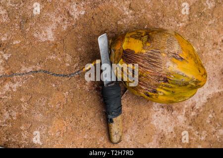 Eine große coco Mutter in der Shell mit der handgefertigten Messer liegt auf der snone Oberfläche gelb eingefärbt Stockfoto