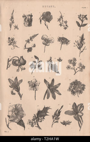 Botanik. Arten von Blume 1880 alte antike vintage Bild drucken Stockfoto
