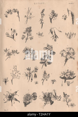 Botanik. Arten von Blume II 1880 alte antike vintage Bild drucken Stockfoto