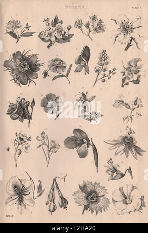 Botanik. Arten von Blume III 1880 alte antike vintage Bild drucken Stockfoto