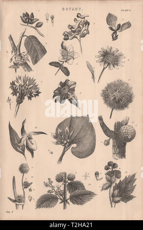 Botanik. Arten von Blume IV 1880 alte antike vintage Bild drucken Stockfoto