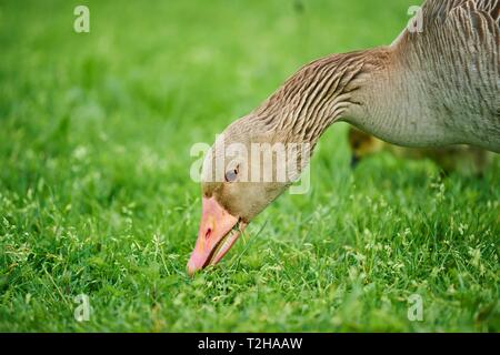 Graugans (Anser anser) auf einer Wiese, Deutschland Stockfoto